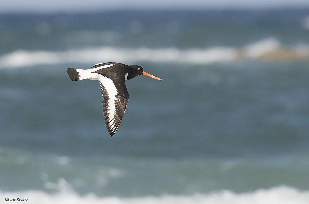   Eurasian Oystercatcher ,  Maagan Michael,29-05-15. Lior Kislev.